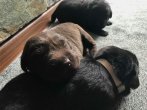 Chovatelska stanica labradorov