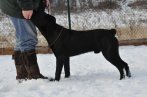 Chovatelska stanica labradorov