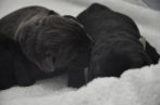 Chovatelska stanica labradorov