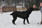 Chovatelska stanica labradorov