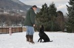 Chovatelska stanica labradorov