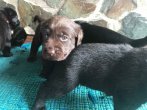 Chovatelska stanica labradorov