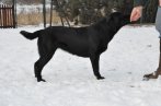 Chovatelska stanica labradorov