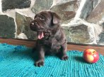 Chovatelska stanica labradorov