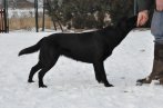 Chovatelska stanica labradorov